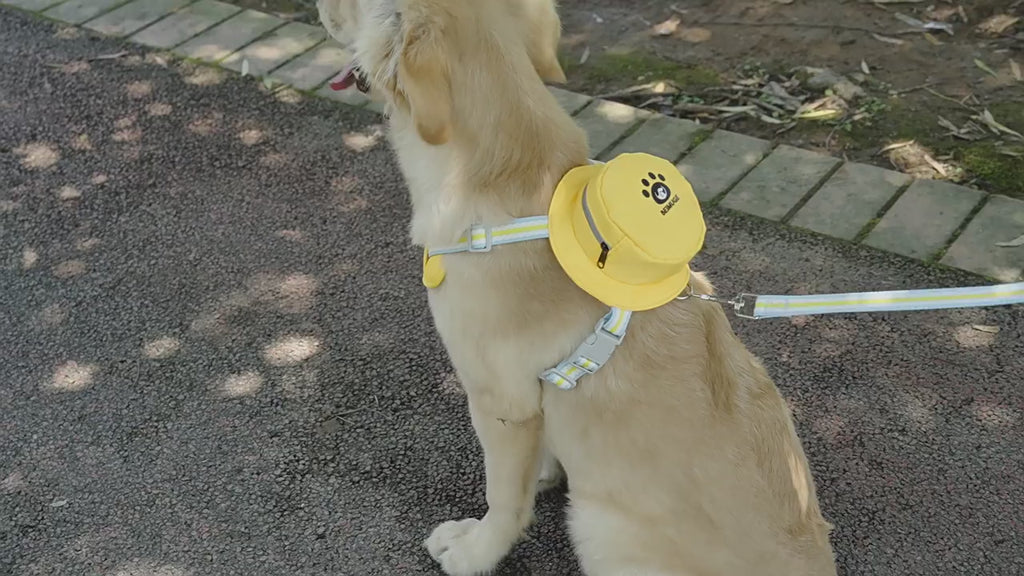 New pet dog dog self-backpack leash Teddy small and medium-sized dog cat vest chest back